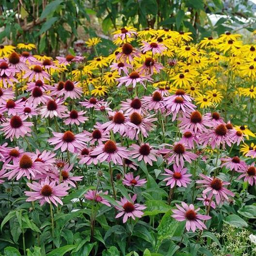 200 Seeds Purple Coneflower Echinacea Purpurea Perennial Pollinator Flowers Non-GMO, Hardy, Cut Flowers, Easy to Grow, Garden Plant