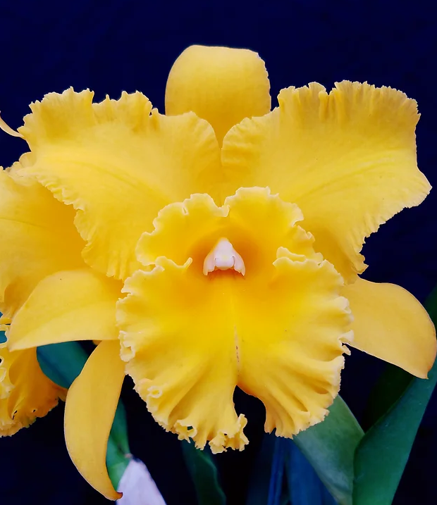 Rlc Lian Her Glory 'HER' x Village Chief Cunning Orchid | Live Tropical Cattleya Starter Plant in 3" Pot | Vibrant Yellow Blooms