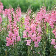 Candy Tops Pink Snapdragon Seeds (Antirrhinum majus) | 1000+ Seeds | Compact, Soft Pink Blooms for Garden & Containers