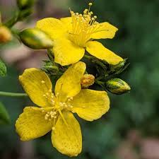 50mg Hypericum Punctatum Seeds, Dotted St. John's Wort, Native Wildflower for Pollinators