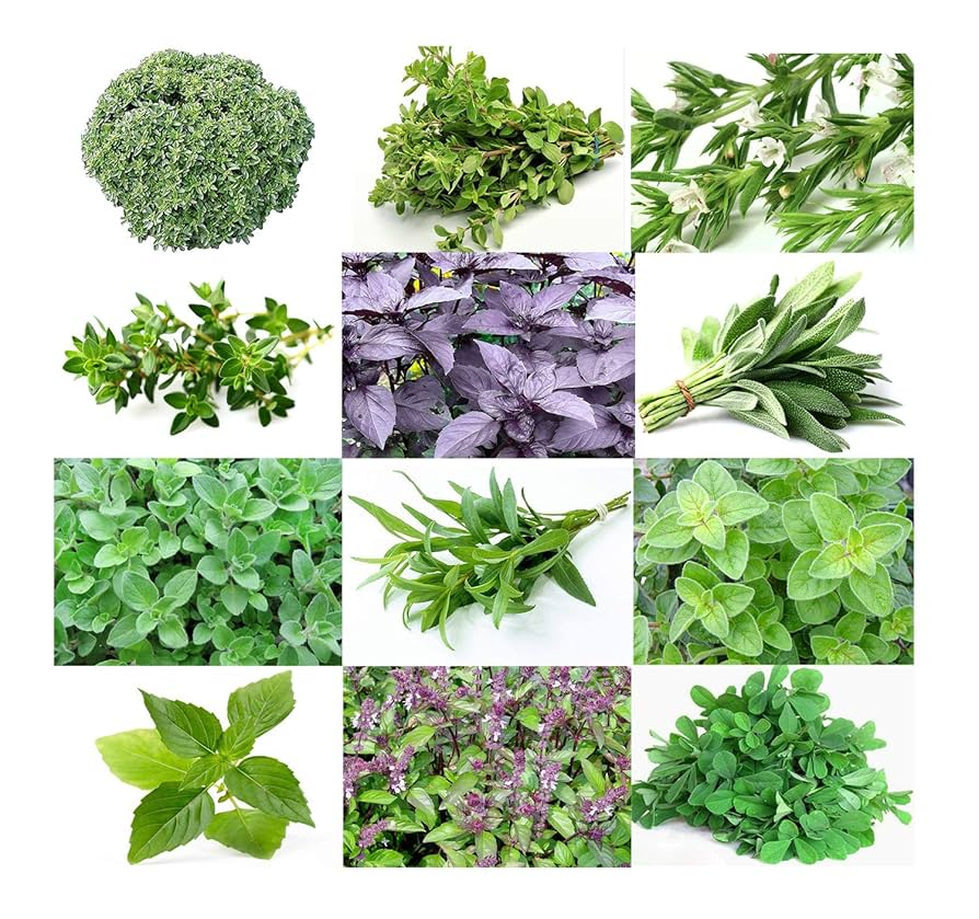 12 Herb Seeds Variety - Heirloom Basil, Thyme, Parsley, Sage, Oregano, Lavender, Caraway, Chives, Summer Savory, Cilantro, Dill, Arugula