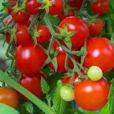 50 Seeds Tomato Red Cherry (Solanum lycopersicum) – Sweet, Bite-Sized, and Ideal for Fresh Eating, Salads, and Snacking