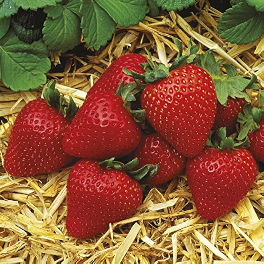 Everbearing Albion Strawberry Plants | 12 Bare Root Pack