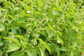 200 Lemon Basil Seeds – Ocimum basilicum var. citriodorum – Heirloom, Culinary Herb, Perfect for Teas & Cooking, Easy to Grow