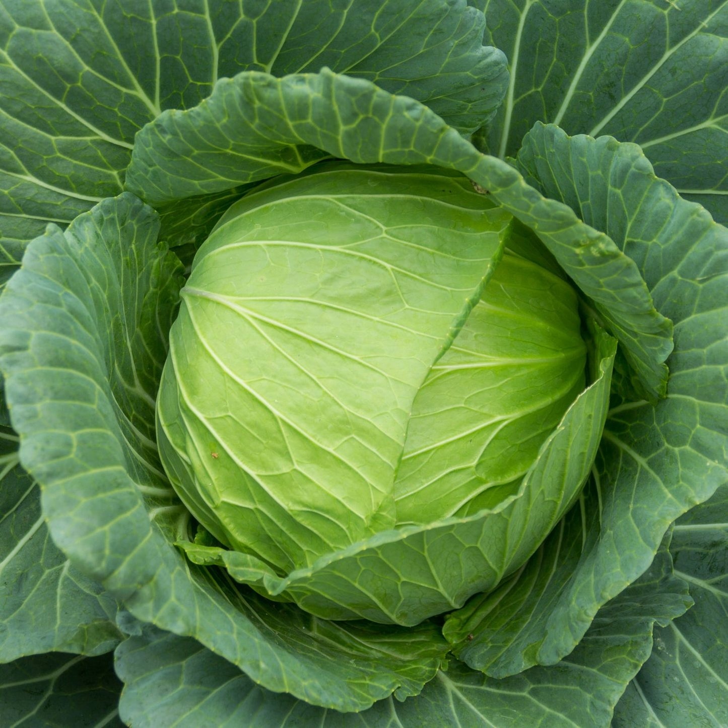 1g Cabbage Golden Acre Seeds Brassica oleracea | Heirloom Variety | Compact, Tender, Sweet Green Heads for Gardening