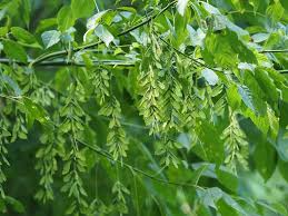 Acer negundo Seeds – Boxelder Maple Tree – Fast-Growing Deciduous Tree, Native Shade Tree or Bonsai, Cold Hardy, Easy to Grow from Seed
