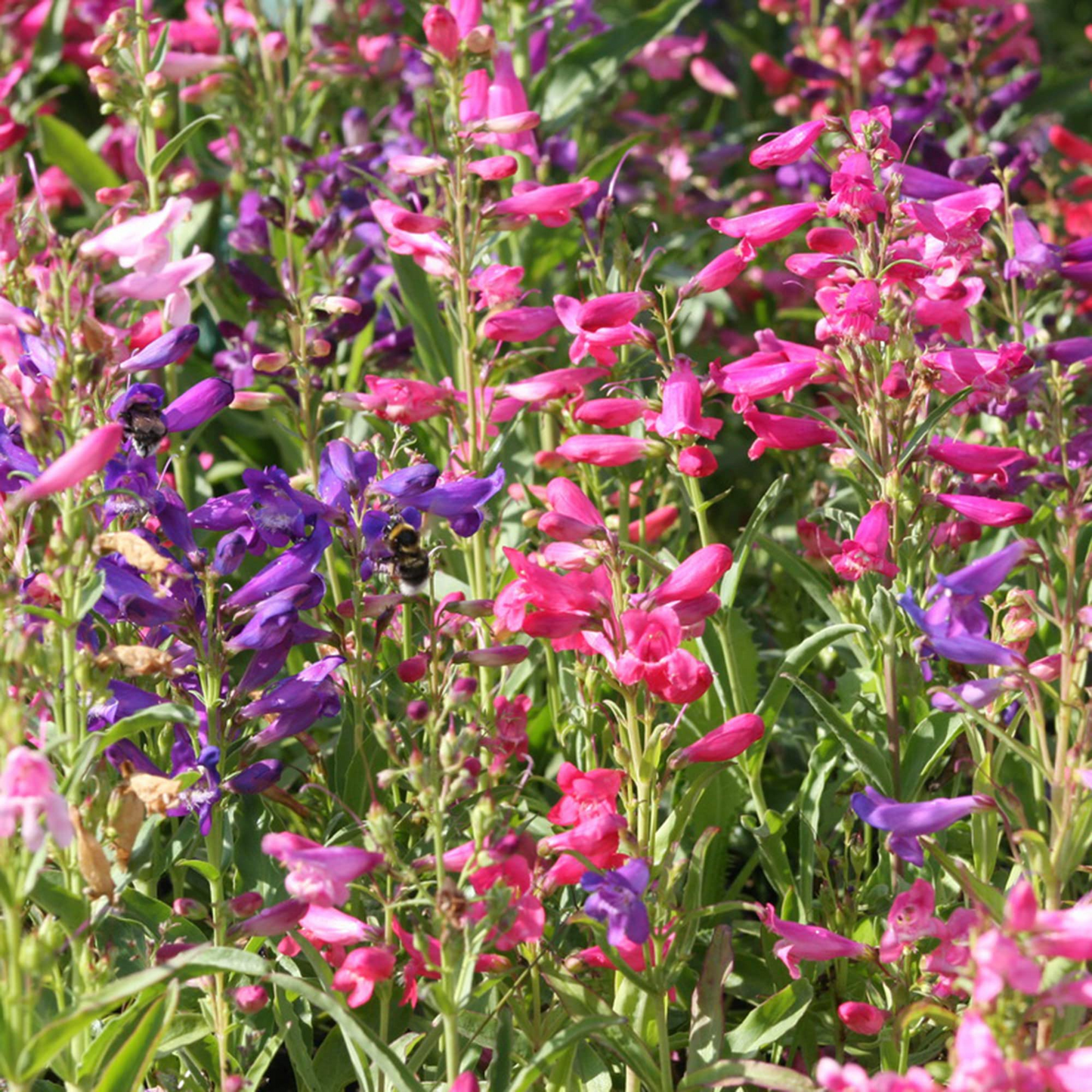 200 Seeds Penstemon Purple Dream Mix, Perennial Beardtongue, Red Flowers, Hummingbird Attracting, Non-GMO, Easy-Grow, Garden & Landscaping