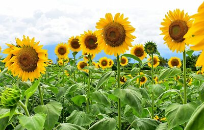 10 Giant Mammoth Russian "Grey Stripe" Sunflower Seeds – Heirloom, Hardy, 10" Flowers, 8-12 ft Tall, USDA Zones 2-11, Pollinator Friendly