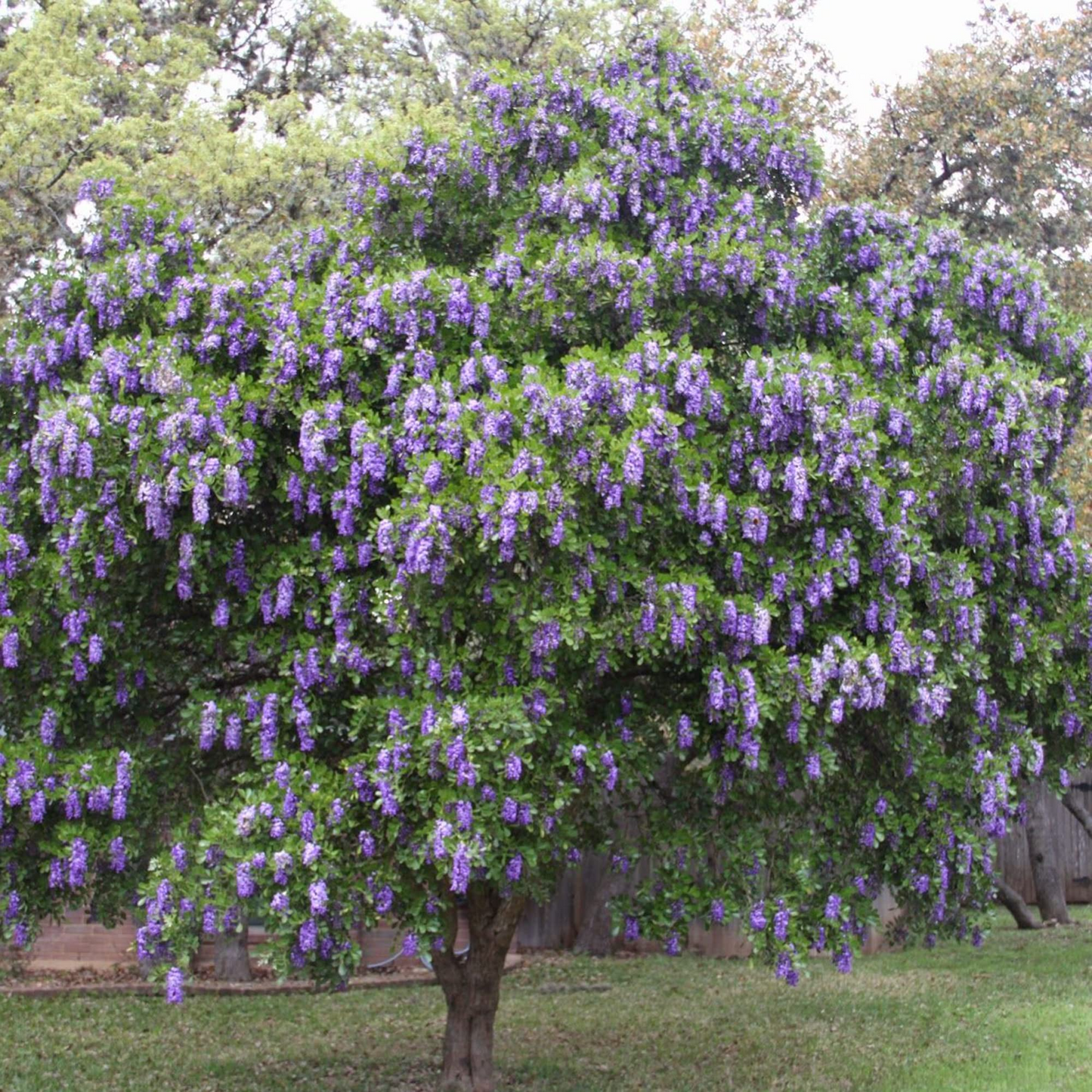 5 Texas Mountain Laurel Tree Seeds (Sophora secundiflora) – Fragrant Purple Blooms, Drought Hardy