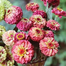Queen Lime Red Zinnia Seeds – 100+ Seeds – Vintage Rose-Lime Blooms for Cut Flower Gardens, Pollinator Beds, and Summer Bouquets – USA