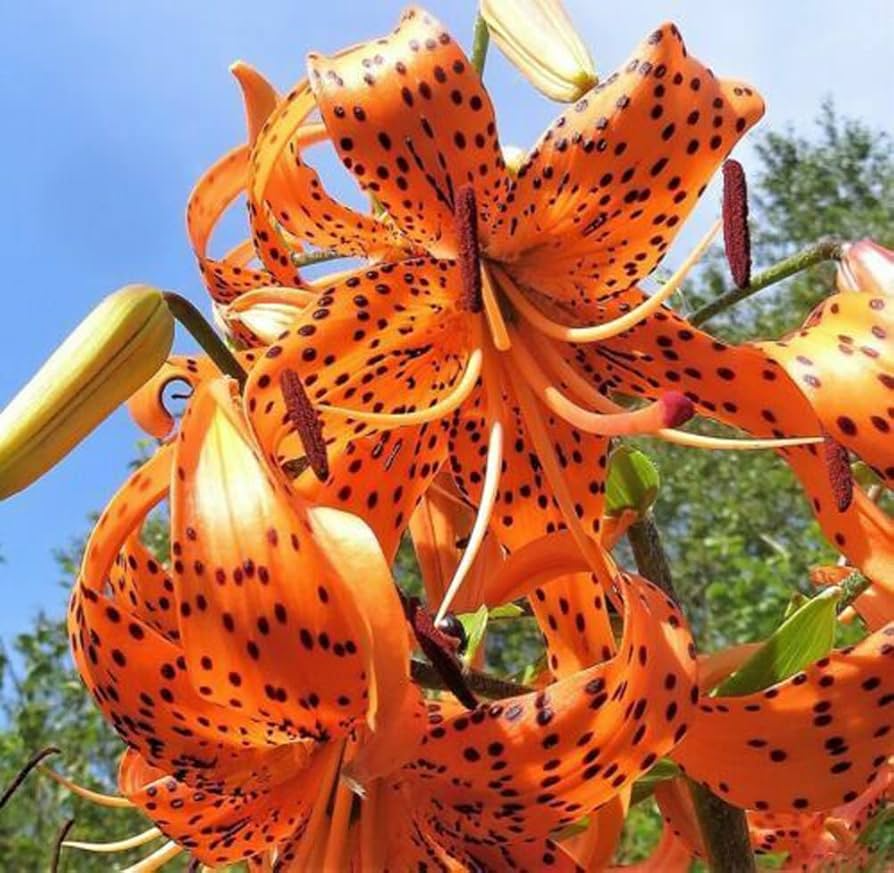 20 Tiger Lily Seeds | Lilium columbianum, Spotted Orange Flowers, Hardy Perennial, Non-GMO, Beautiful Garden Flower, Easy-to-Grow Bulb