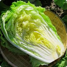 500mg Chinese Cabbage kogane Seeds Brassica rapa | Sweet, Crisp & Tender Napa Cabbage for Spring and Fall Gardening