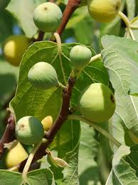 100+ Yellow Long Neck Fig Seeds – Grow Ficus carica Sweet, Large Figs for Garden & Home