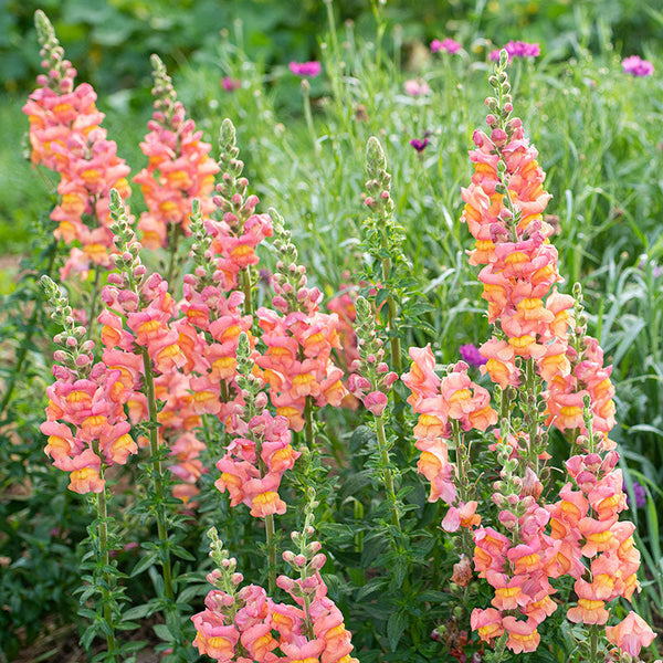 Antirrhinum majus Johnny’s Potomac Early Sunrise Mix Snapdragon Seeds – 1000+ Vibrant Cut Flower Seeds