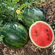 Mini Love Watermelon Seeds - 50+ Personal-Size Melon Seeds - USA Grown - - Sweet Red Flesh - Container Friendly - 80 Days