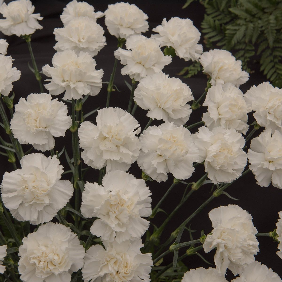 200+ White Grenadin Carnation Seeds – Elegant Double Blooms for Garden Planting, Classic Cut Flowers for Beds & Bouquets – USA