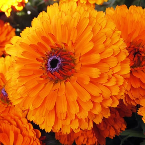 300mg Calendula Pacific Beauty Orange Seeds, Calendula officinalis, Vibrant Orange Edible Blooms
