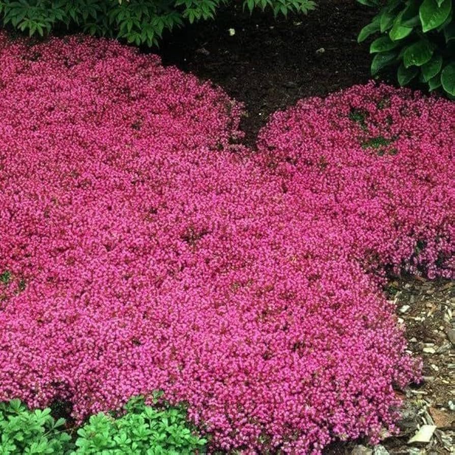 500 Seeds Creeping Thyme MIXED Red & Purple, Ground Cover Perennial, Non-GMO, Low Maintenance, Drought-Tolerant, for Lawns and Gardens