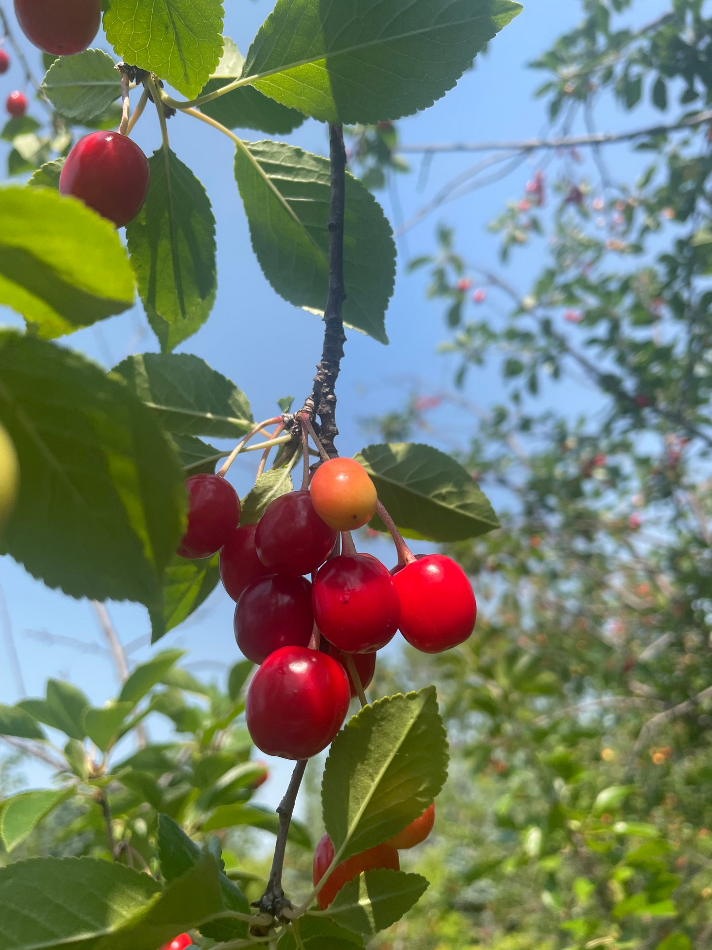 20 Evans Cherry Tree Seeds (Prunus cerasus 'Evans'), Edible Tart Cherries, Sweet & Sour Fruit, Hardy Tree for Garden, Tasty Fruit Seeds