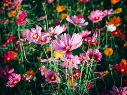 200 Seeds Cosmos Crazy for Cosmos Mix, Heirloom, Non-GMO, Attracts Pollinators, Loves Heat, Vibrant Garden Flowers, Easy to Grow Annuals