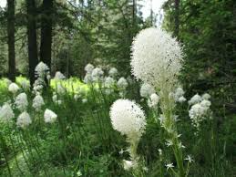 100 Beargrass Seeds WHITE TORCH LILY (Xerophyllum tenax) | Tall Flowering Perennial, Native Plant, Drought-Tolerant, Xerophyte