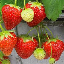 24 Bare Root Pack Seascape Everbearing Strawberry Plants | Sweet, Juicy Berries | Zones 4-9