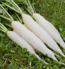 200 Seeds White Icicle Radish (Raphanus sativus) – Crisp, Mild, and Fast-Growing Radish Variety