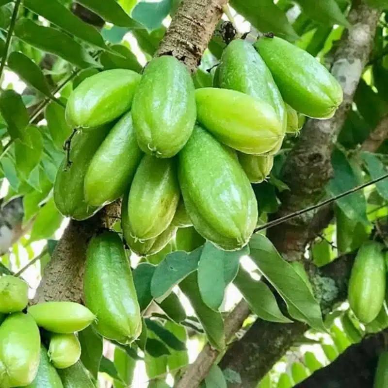 Bilimbi Cucumber Tree - Live Averrhoa bilimbi 1β-2β Tall | Tropical Sour Fruit Tree for Culinary Use