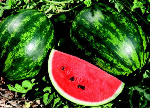 Piccolo Hybrid Seedless Watermelon Seeds – 50+ Sweet Mini Melon Seeds, , Compact Vines, High-Yield, USA Grown