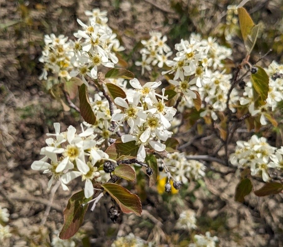 Amelanchier alnifolia Seeds – Saskatoon Shrub Tree – Ornamental Flowering Shrub, White Spring Blooms, Fall Color, Cold Hardy Native