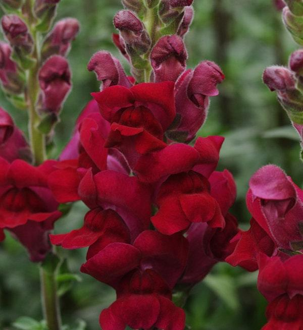 Antirrhinum majus Potomac Crimson Snapdragon Seeds – 1000+ Deep Red Blooms for Garden & Cut Flowers