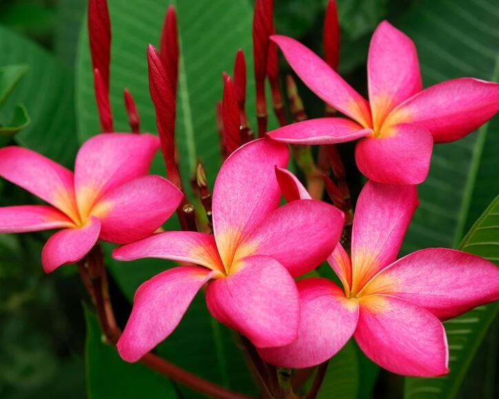 5 Mexican Red Plumeria Seeds (P. rubra) – Tropical Frangipani Flower, Fragrant Blooms, USDA Zones 10-12, Attracts Hummingbirds & Butterflies
