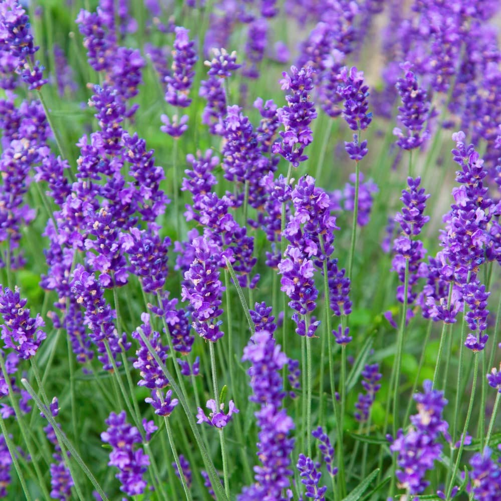 50 Seeds Munstead Lavender (Lavandula angustifolia) – Fragrant, Hardy English Lavender