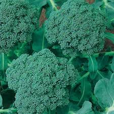 300 Seeds Broccoli Waltham 29 - Brassica oleracea | Heirloom Broccoli Seeds for Planting, Gardening & Delicious Harvests