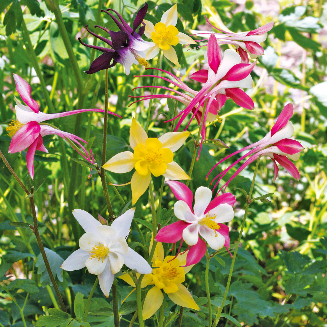 500 Seeds Columbine McKana Giant Mix, Perennial Hummingbird & Butterfly Flowers, Non-GMO Aquilegia, Vibrant Colors, Easy to Grow for Gardens