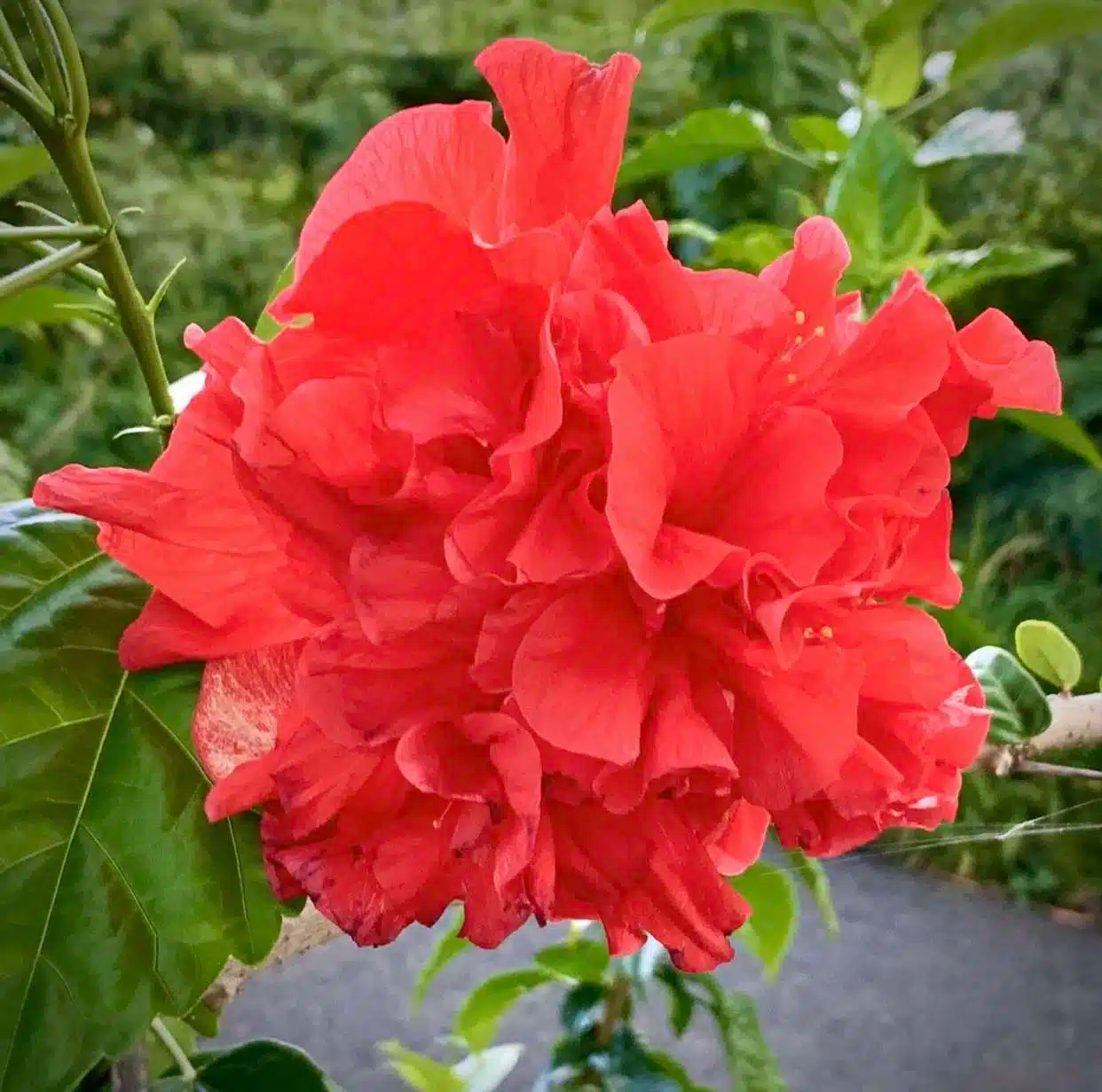 Japanese Carnation Starter Plant - Compact, Fragrant Blooms, Easy-Care Hibiscus, Perfect for Borders & Containers