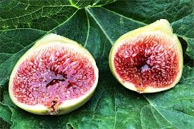 5 White Adriatic Fig Unrooted Cuttings 6-8" - Ficus carica - Sweet, Delicious Fresh Figs for Propagation & Home Gardens