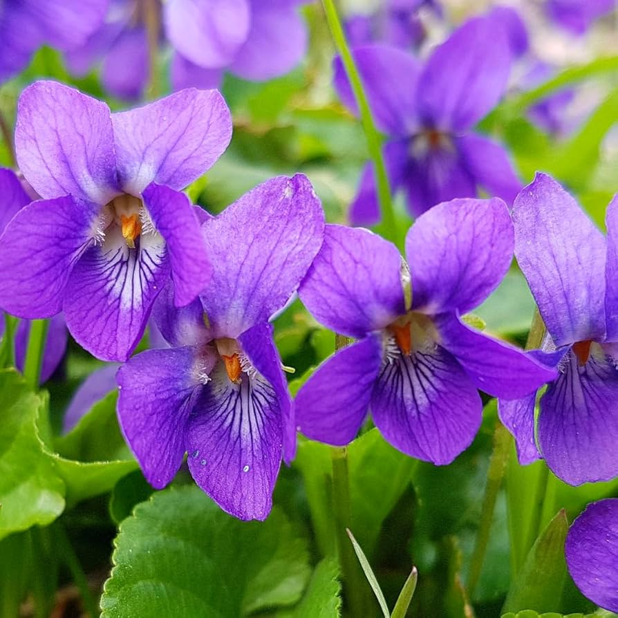 25 Purple Violets, Live Starter Plants Bulbs, Perennial Bare Root, Flower Garden Blooms