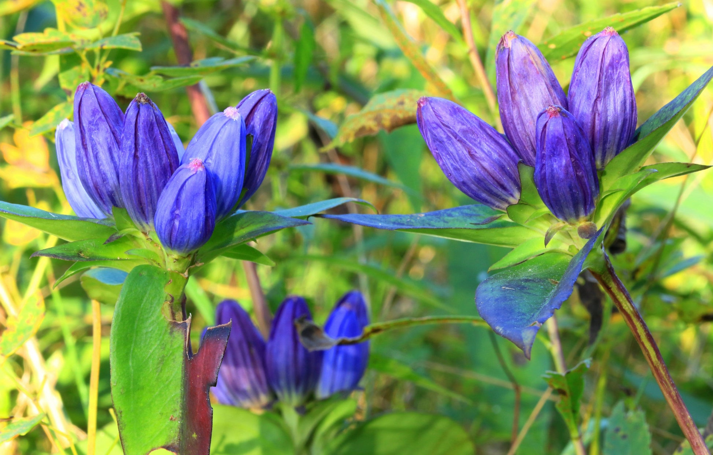 100mg Gentiana Andrewsii Seeds, Bottle Gentian, Unique Native Wildflower for Pollinators
