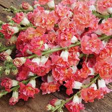 Antirrhinum majus Madame Butterfly Bronze White Snapdragon Seeds – 1000+ Ruffled Blooms for Garden & Bouquets