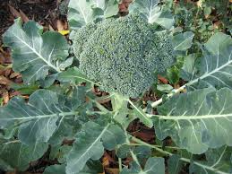 Broccoli Green Sprouting Calabrese 1 Gram Seeds - Heirloom Non-GMO Variety - Sweet, Tender Broccoli for Fresh Eating, Soups, & Gardening