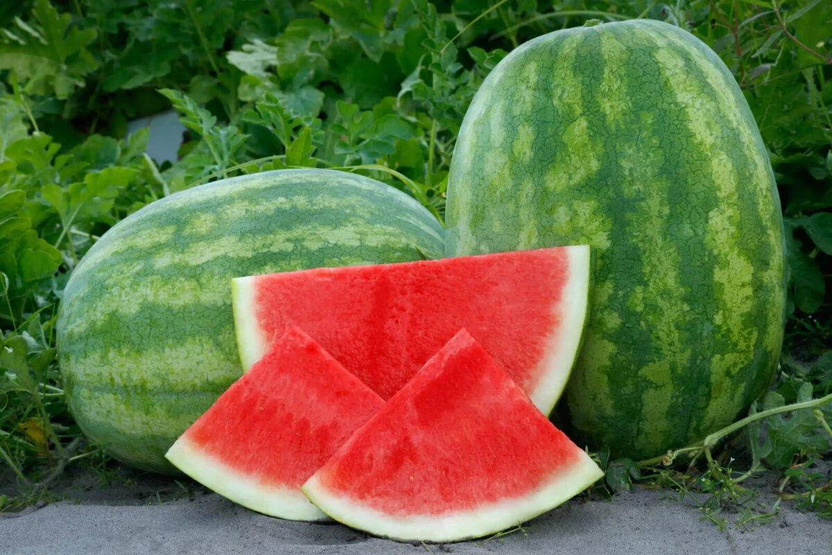 50+ Secretariat Seedless Watermelon Seeds – USA Grown, Non-GMO, Juicy & Sweet, Garden Fruit Starter –