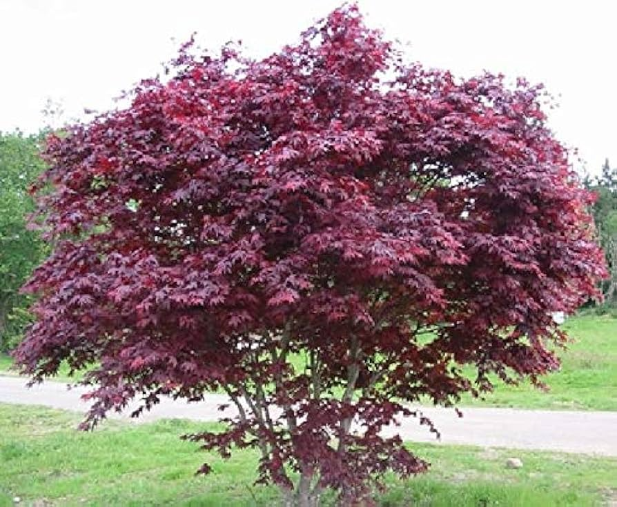 5 Bloodgood Japanese Maple Tree Cuttings | Live Unrooted | Perfect for Rooting or Grafting | Fresh Cuttings 5-12 Inches Long