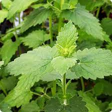 2000 Seeds Catnip, Nepeta Cataria, Aromatic Herb for Cats and Gardens