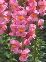 Antirrhinum majus Rocket Rose Shades Snapdragon Seeds – 1000+ Elegant Pink & Rose Blooms for Garden and Bouquets
