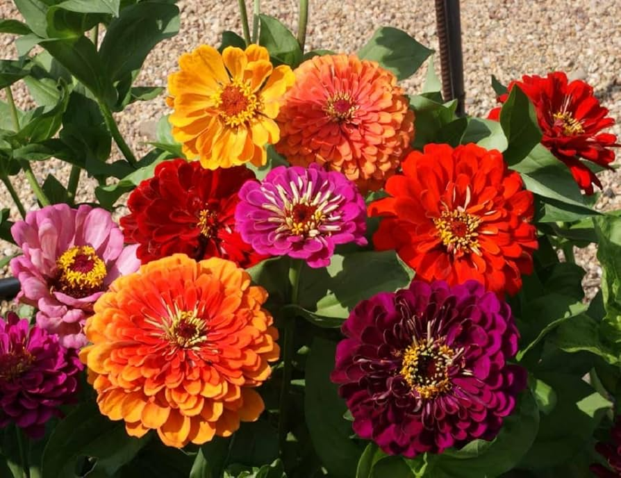 California Giants Mix Zinnia Seeds - Non-GMO, 5in Blooms, Tall Cut Flowers, Attracts Pollinators, USDA Zones 1-10,