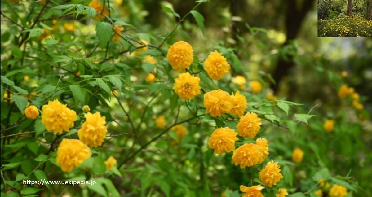 10 Kerria Japonica Cuttings for Rooting | Japanese Rose | Miracle Marigold | 7" Fresh Unrooted Cuttings | Easy to Root |
