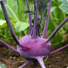 Kohlrabi Purple Vienna Seeds – 500mg for Planting, Heirloom Variety, Crisp & Sweet, Cold Hardy, High Yield, Garden Container
