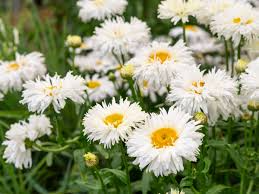 200 Seeds Daisy Shasta, Leucanthemum × Superbum, Classic Perennial White Flowers