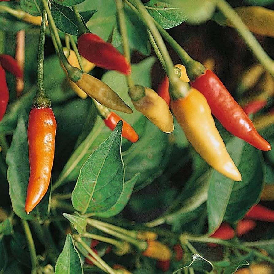 250mg Tabasco Hot Pepper Seeds Capsicum frutescens | Medium-Hot Heirloom, Non-GMO, Ideal for Sauces, Pickling & Fresh Cooking